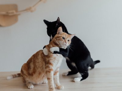 The Veterinary Antihistamines Market Is Set to Reach USD 2.12 Billion by 2034: What Pet Owners and Industry Leaders Should Know