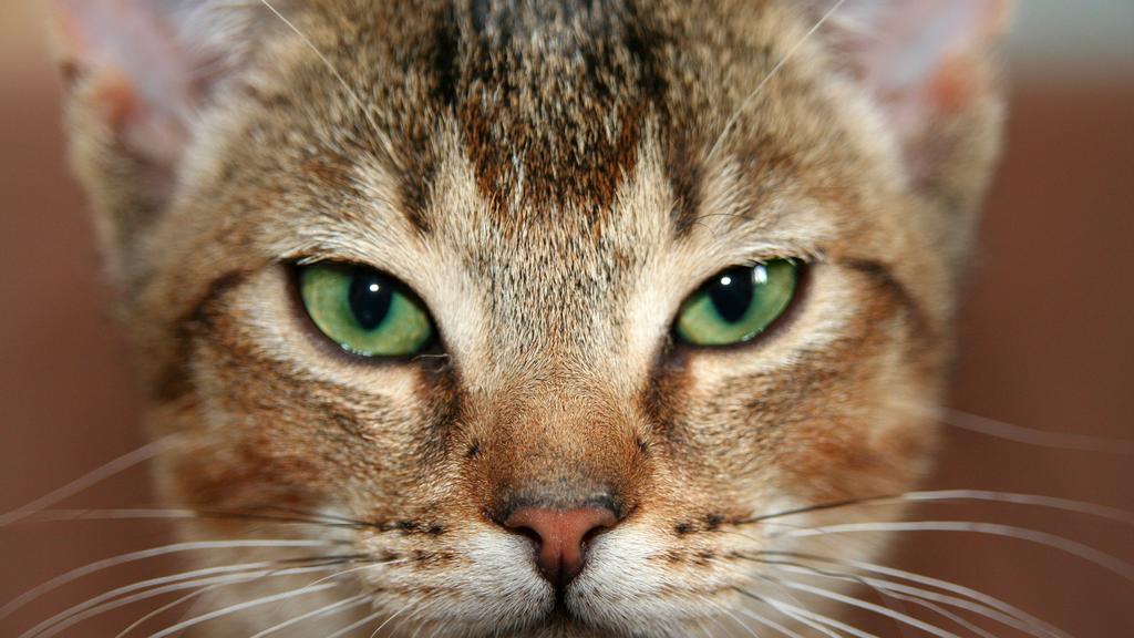 Long-Term Commitment & Special Considerations icon