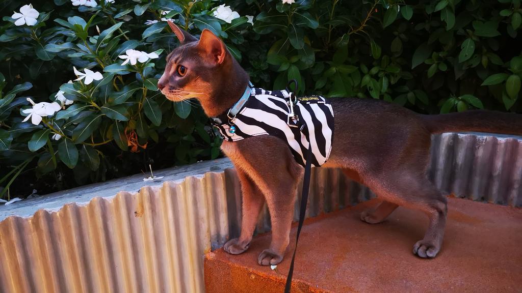 Suitability for First-Time vs. Experienced Owners icon