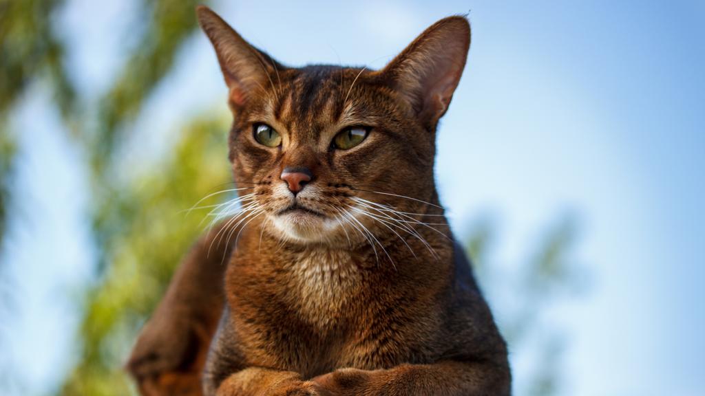 Abyssinian