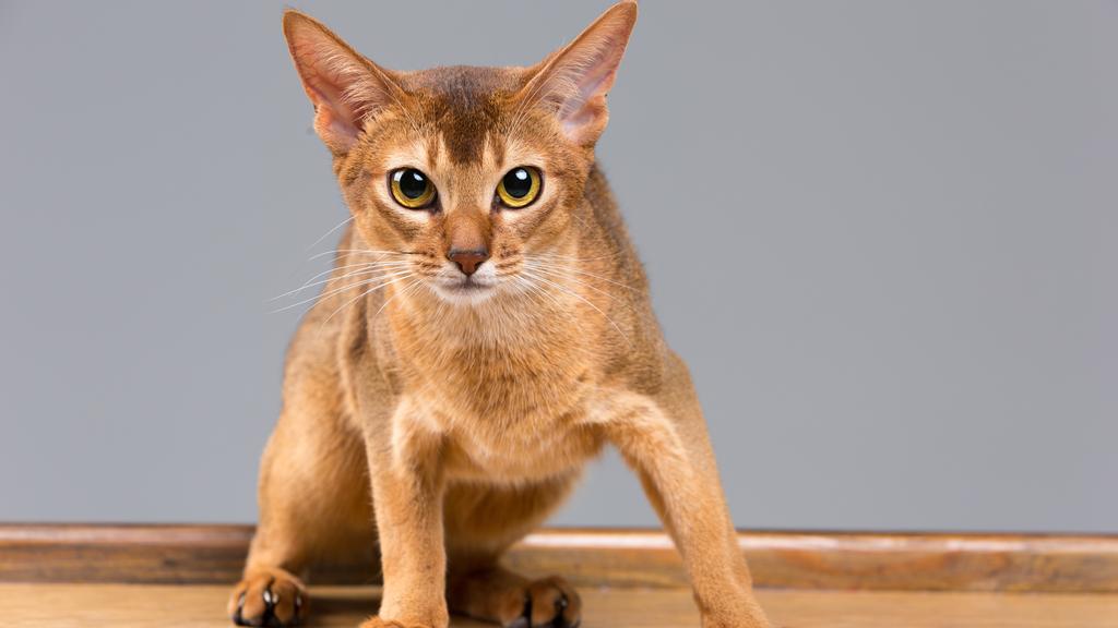 Abyssinian