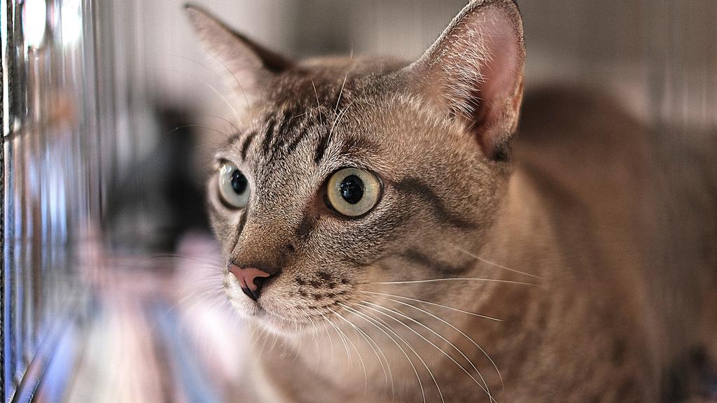 Temperament & Behavior icon