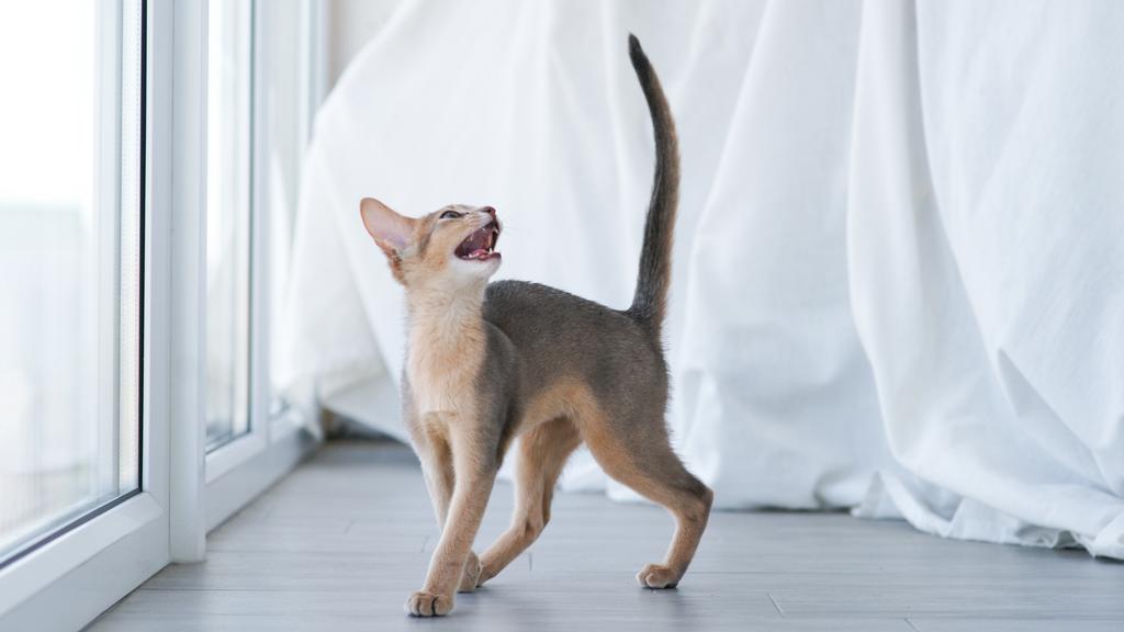 Grooming & Health icon