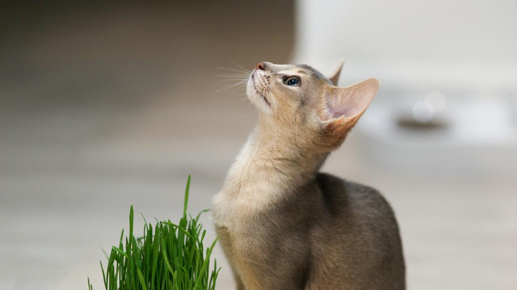 Adoption vs. Breeder Considerations icon