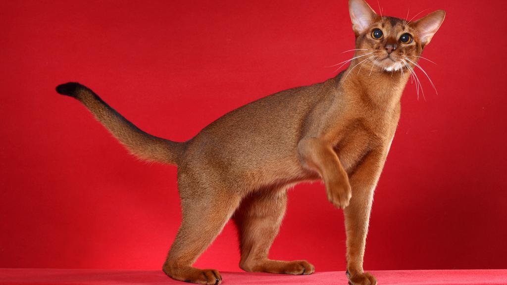 Financial Considerations icon