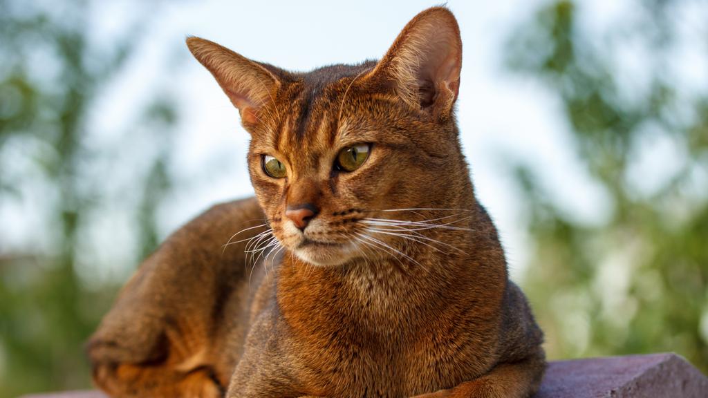 Abyssinian