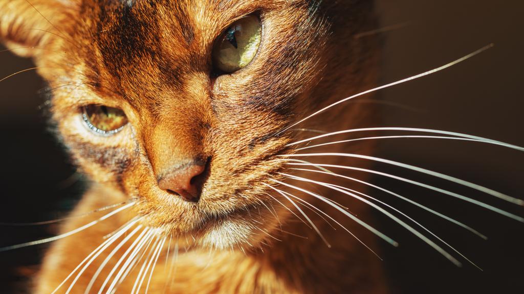 Basic Information icon