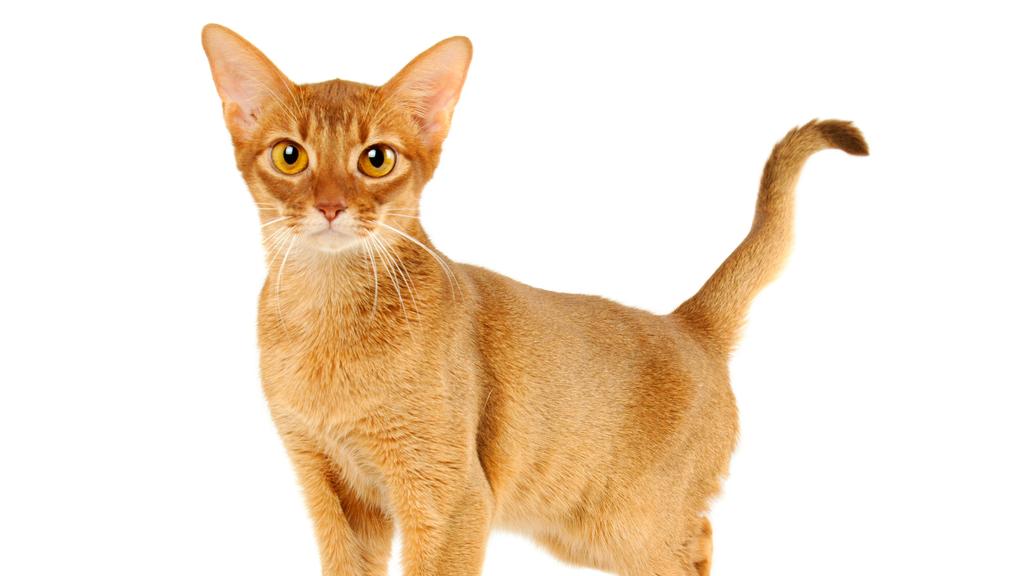 Suitability for First-Time vs. Experienced Owners icon