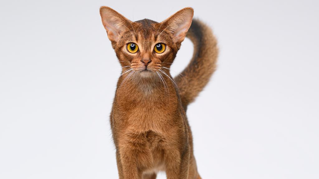Abyssinian