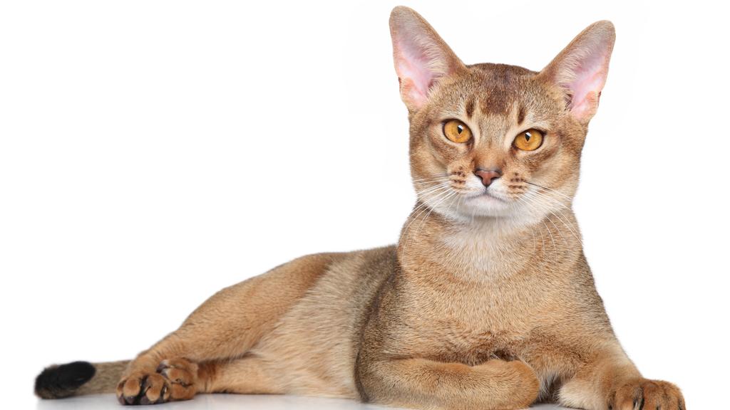 Abyssinian