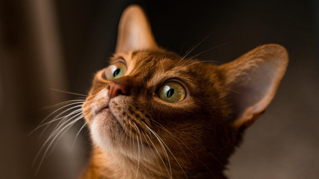 Abyssinian