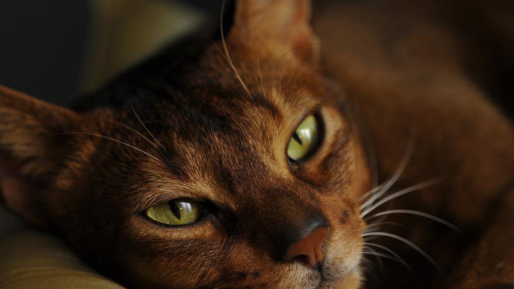 Life Stage Considerations icon