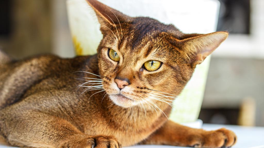 Exercise & Activity Needs icon