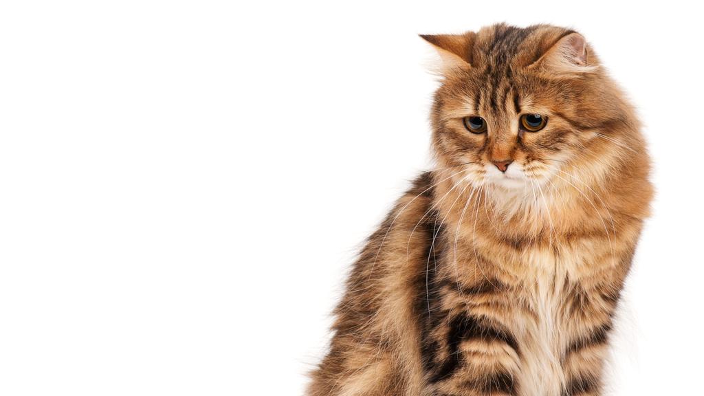 Temperament & Behavior icon