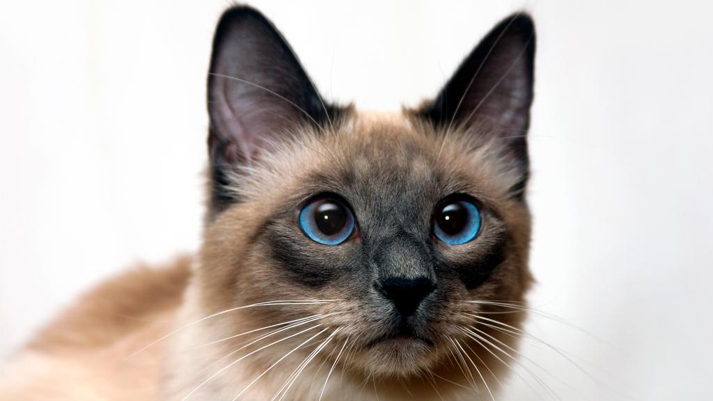 Financial Considerations icon