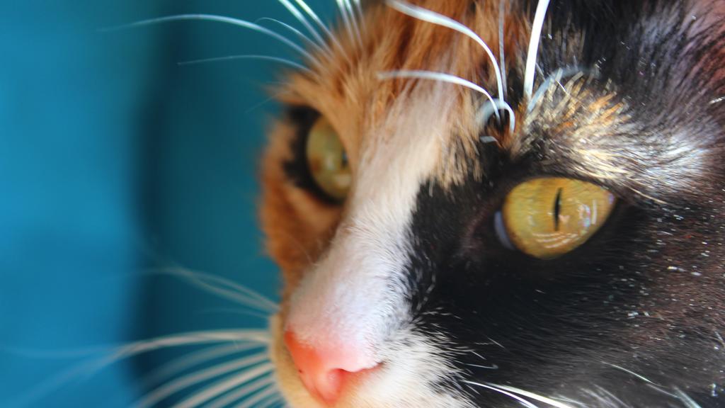 Financial Considerations icon