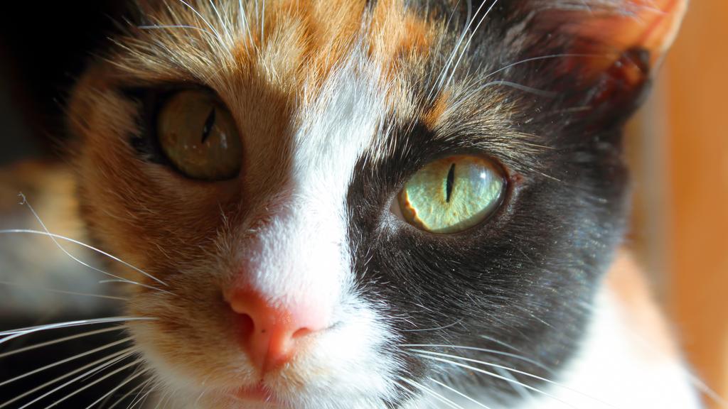 Grooming & Health icon