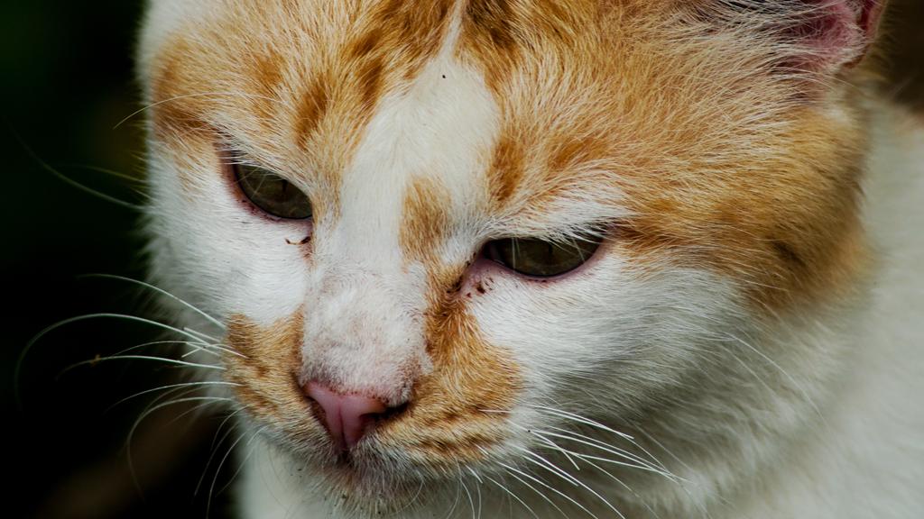 Basic Information icon