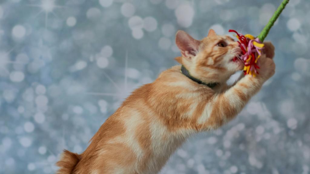 Grooming & Health icon