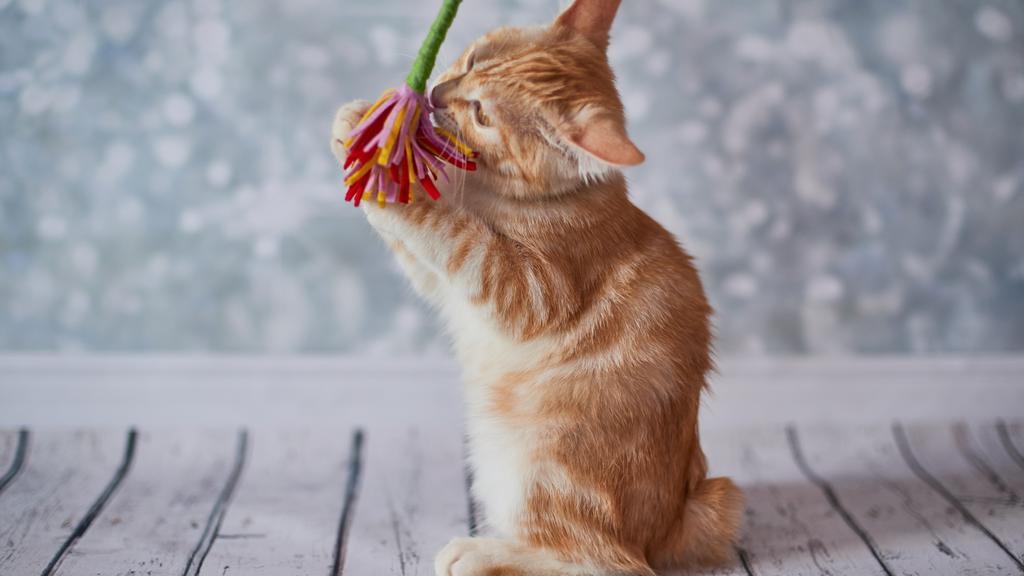 Temperament & Behavior icon