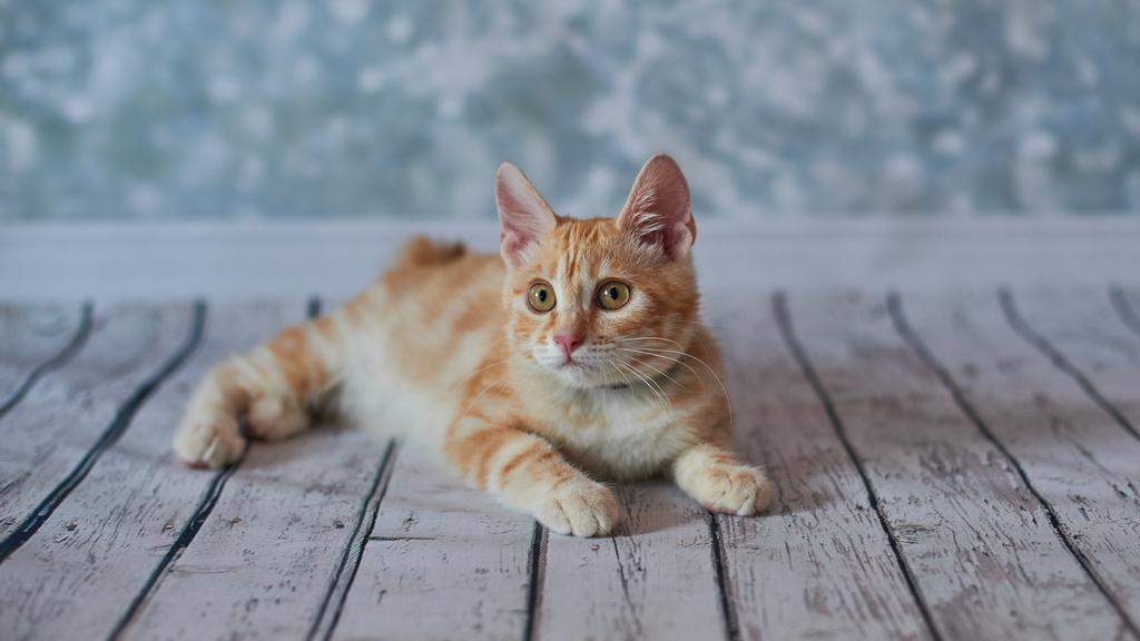 Grooming & Health icon