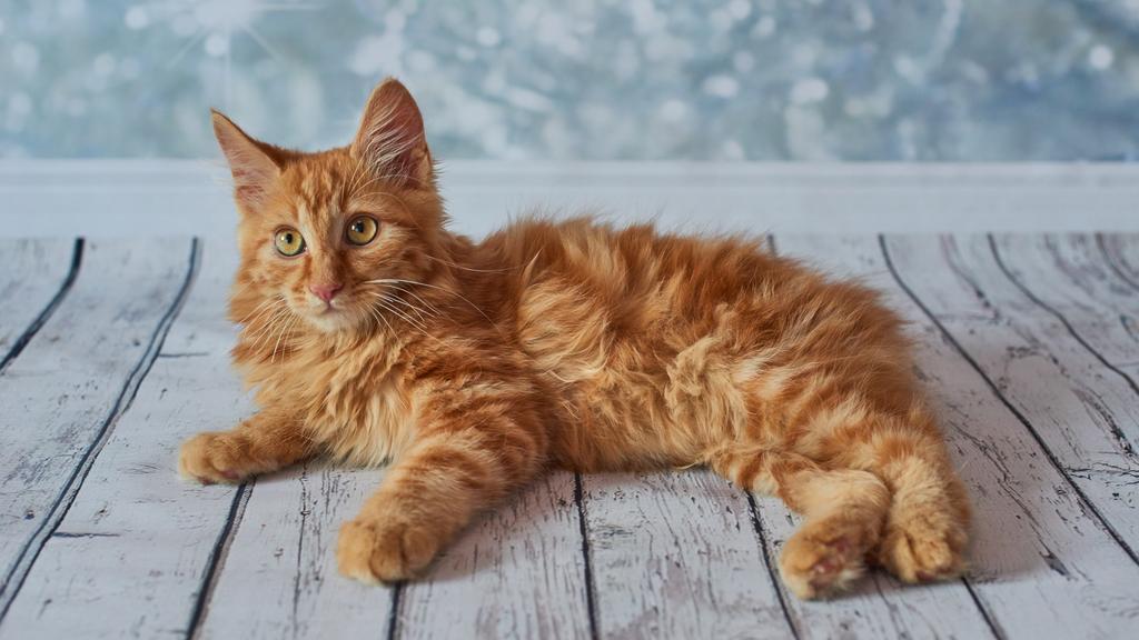 Life Stage Considerations icon