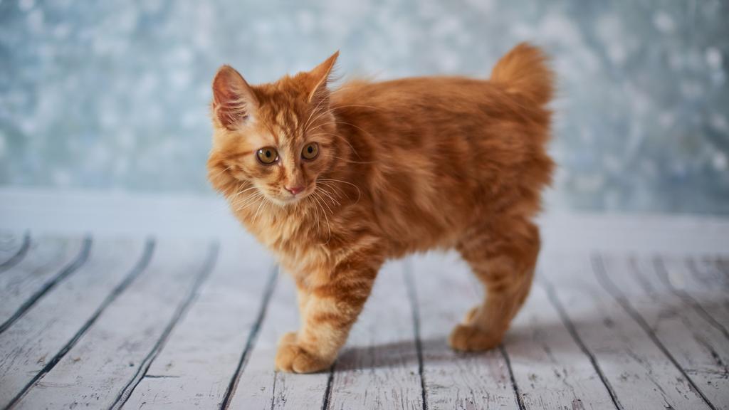 American Bobtail