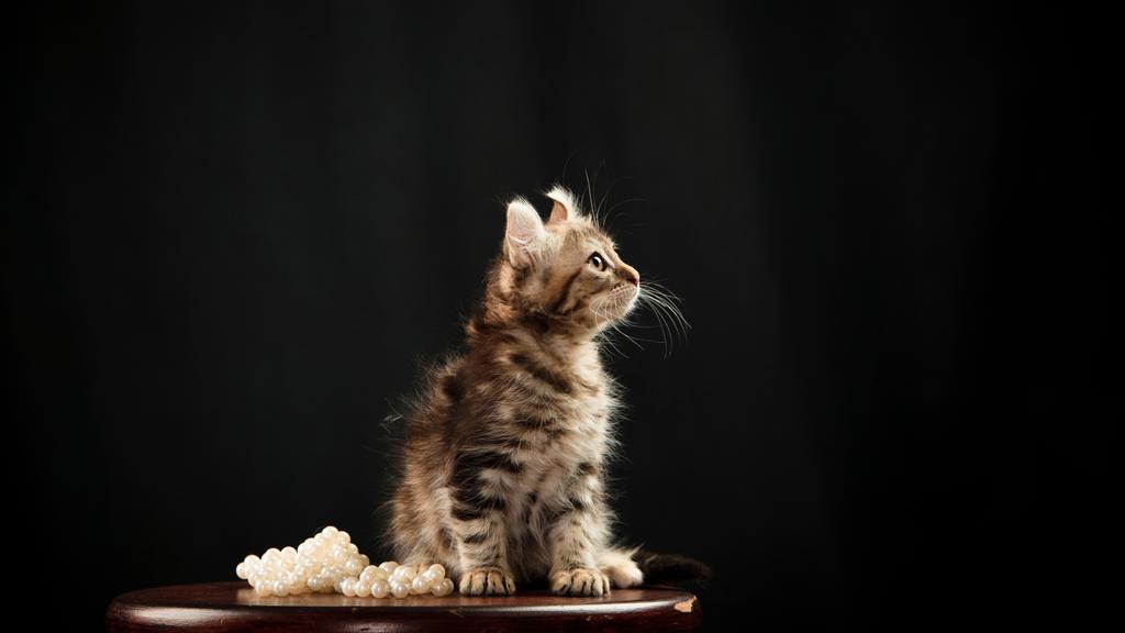 Adoption vs. Breeder Considerations icon