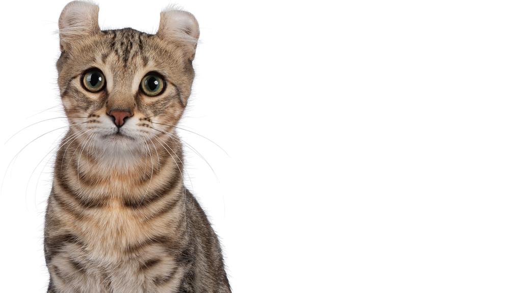 Suitability for First-Time vs. Experienced Owners icon