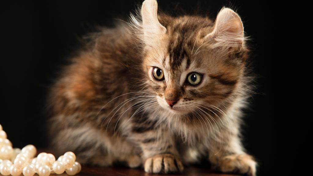 Financial Considerations icon