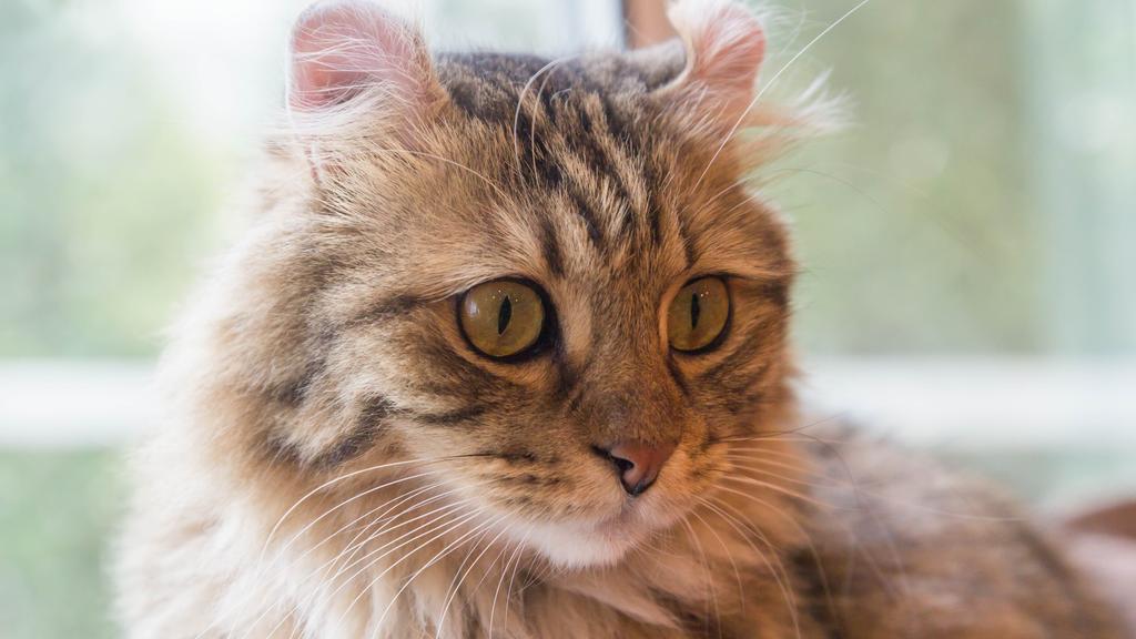 Exercise & Activity Needs icon