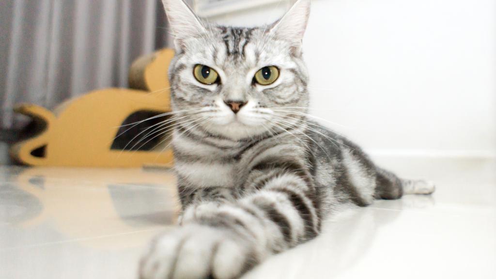 American Shorthair