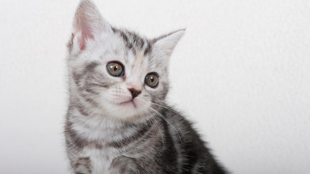 Basic Information icon