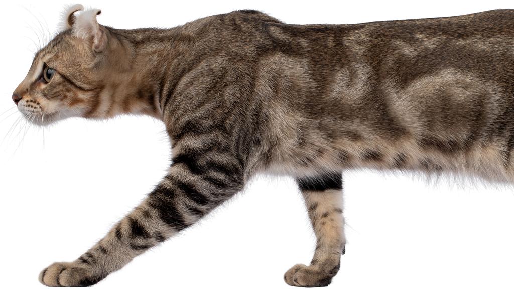 American Shorthair