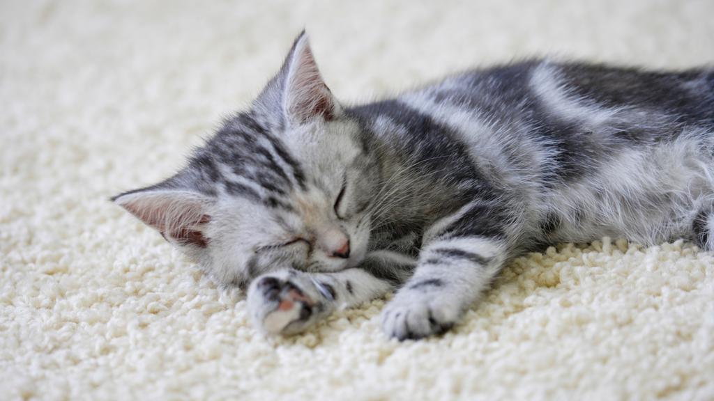 Adoption vs. Breeder Considerations icon