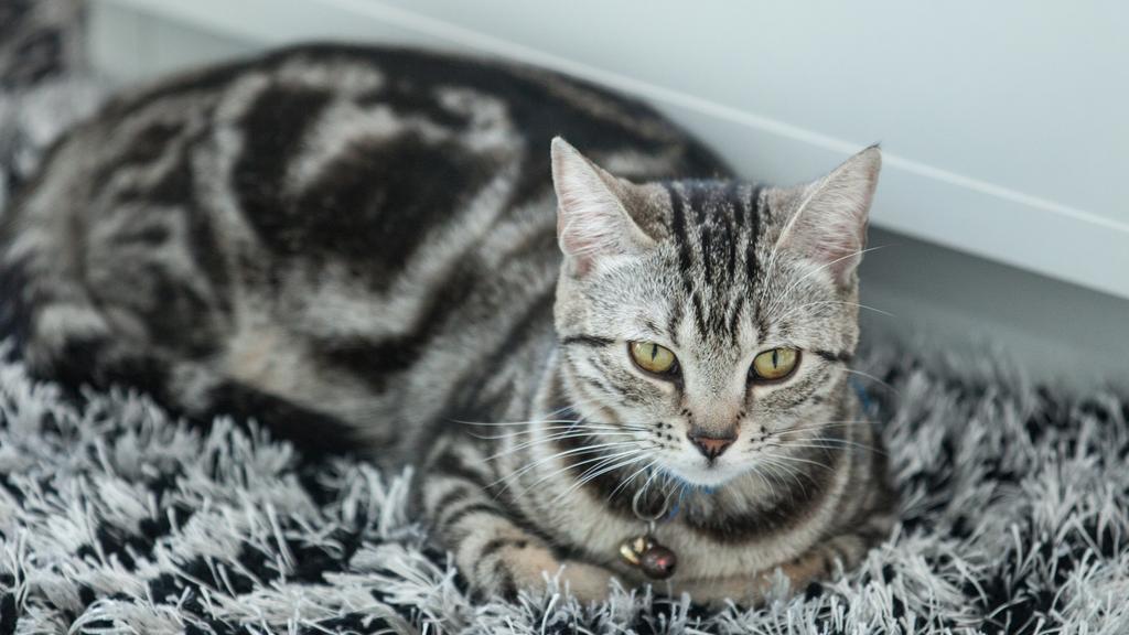 American Shorthair
