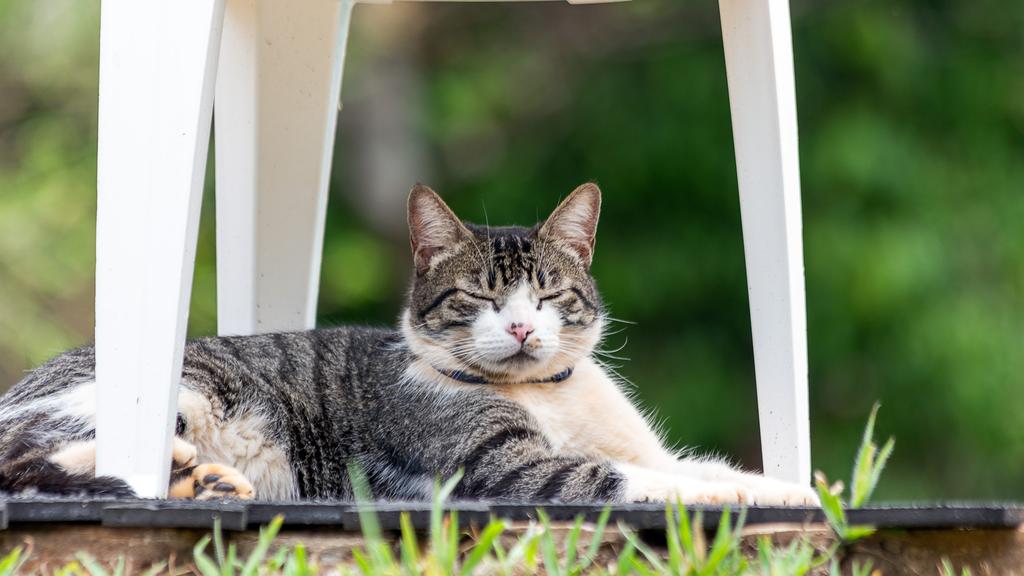 Grooming & Health icon