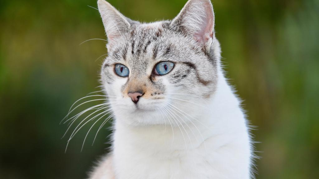 Basic Information icon