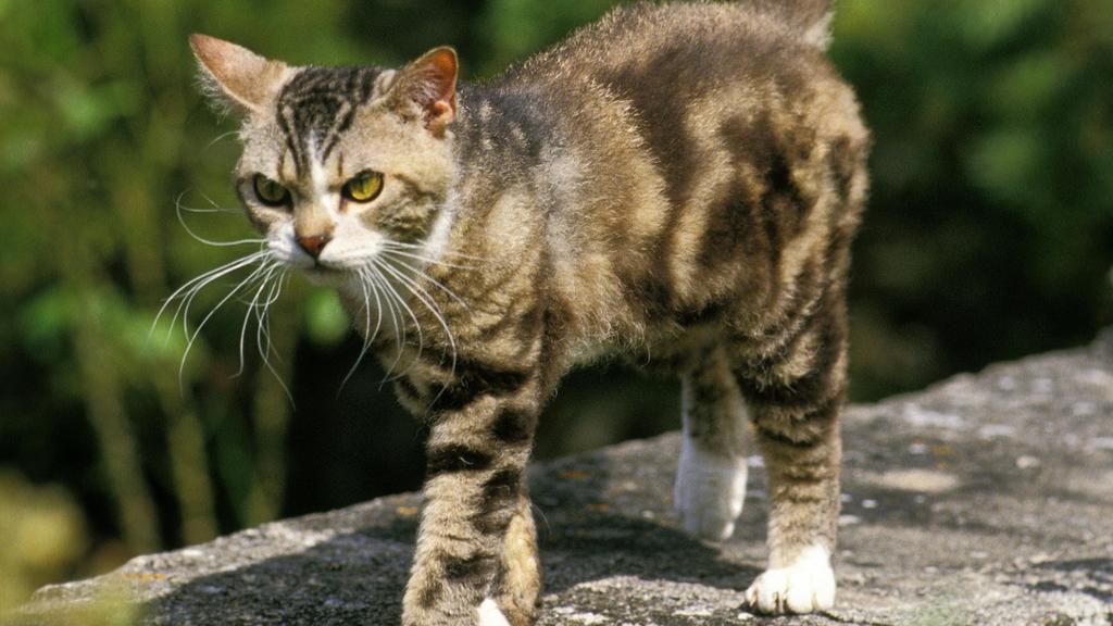 Suitability for First-Time vs. Experienced Owners icon