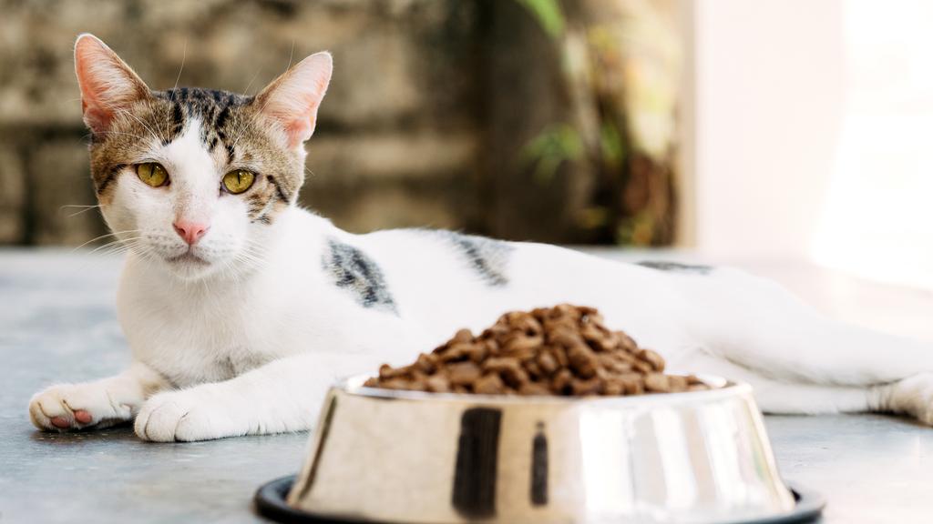 Temperament & Behavior icon