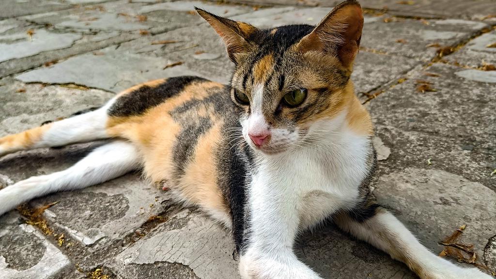 Life Stage Considerations icon