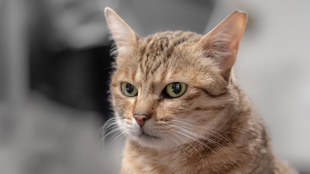 Basic Information icon