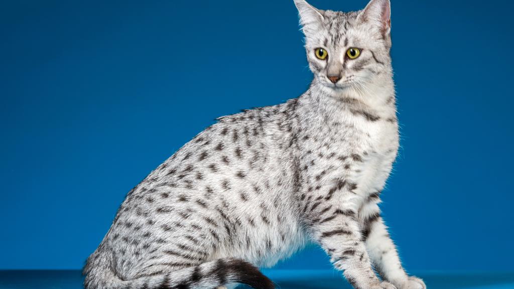 Arabian Mau