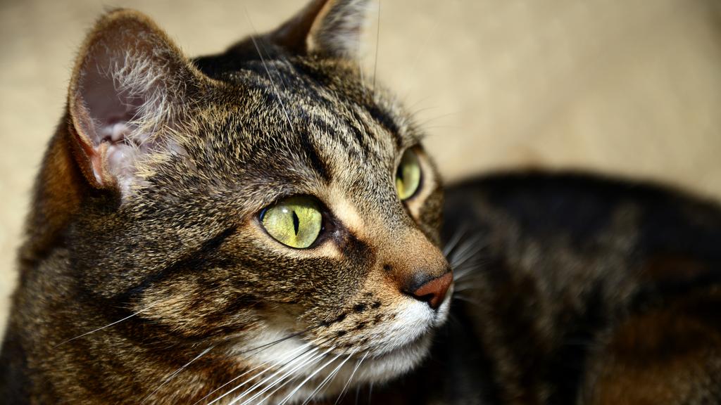 Grooming & Health icon