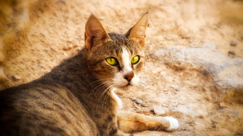 Exercise & Activity Needs icon