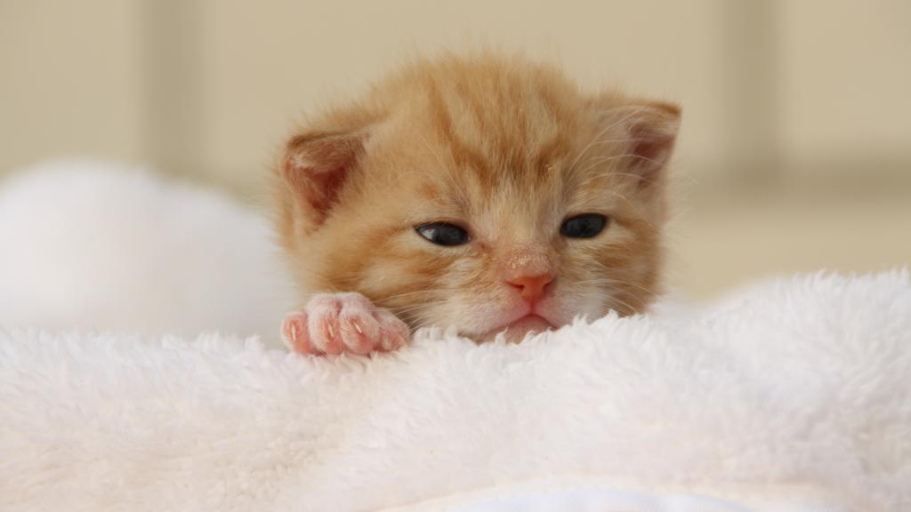 Life Stage Considerations icon