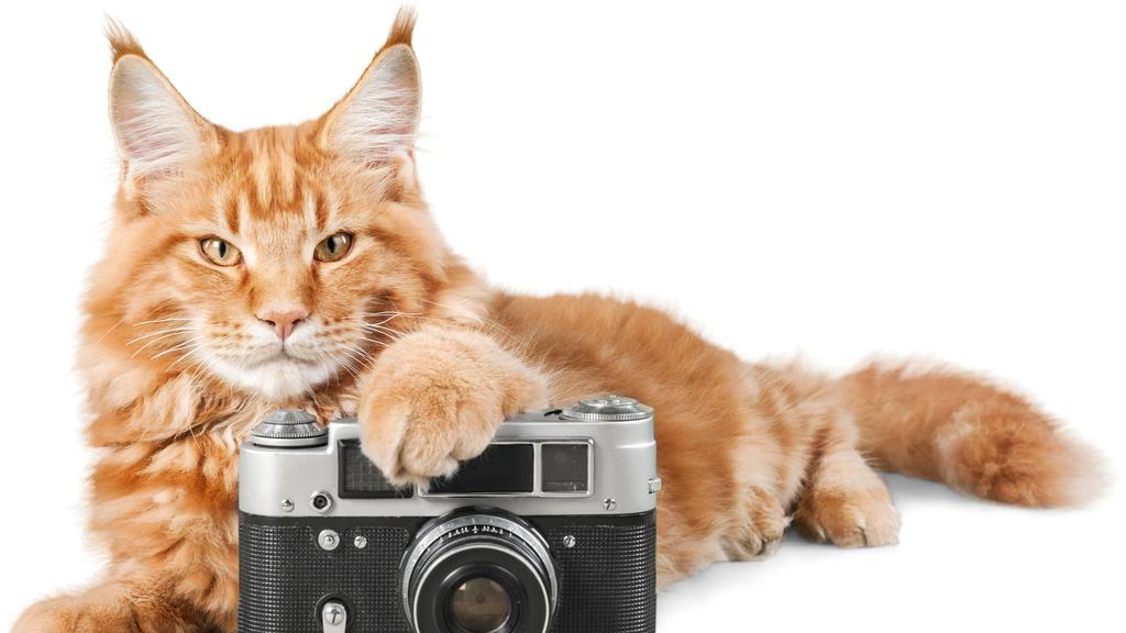 Adoption vs. Breeder Considerations icon