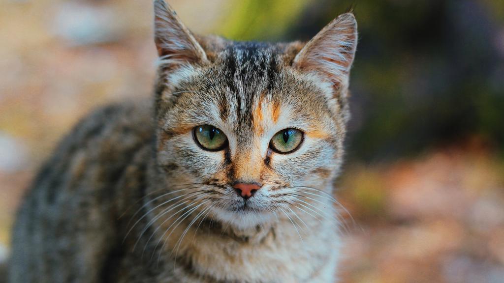 Temperament & Behavior icon