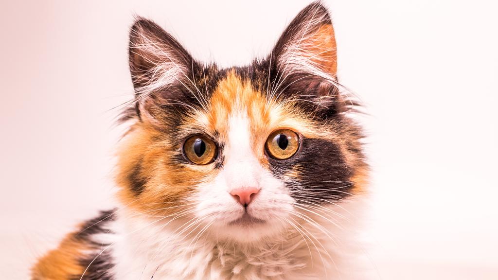 Suitability for First-Time vs. Experienced Owners icon