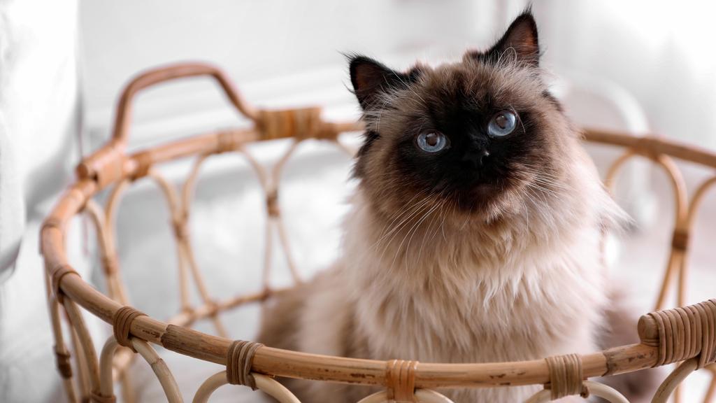 Exercise & Activity Needs icon